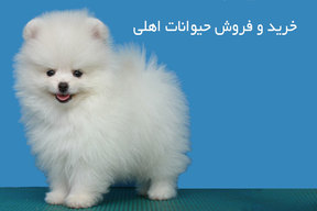 ساخت وبسایت برای فروش‌حیوانات خانگی